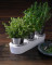 Herb pot set, 3-piece